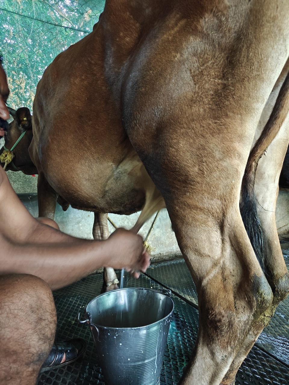Pure Cow Ghee